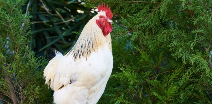 Chickens Can Blush When They’re Feeling Emotional