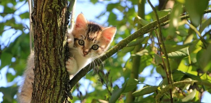 The Forgotten, Evolutionary Reason Cats Love Being So High Up