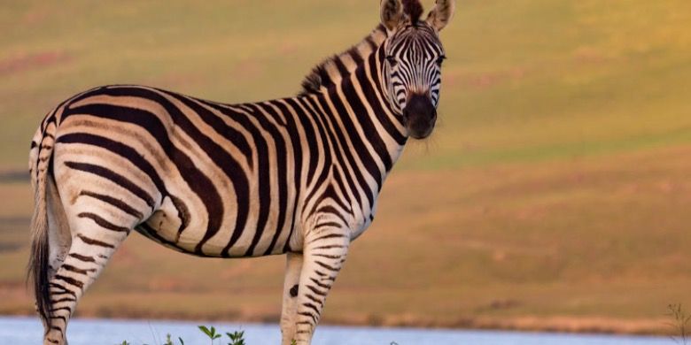 Zebras Bob Their Heads at Each Other to Signal Cooperation