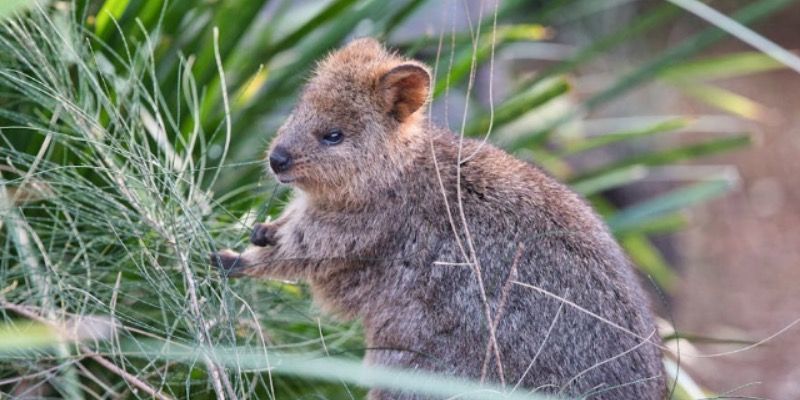 Meet the Adorable Quokka, Known as the 'Happiest Animal on Earth'